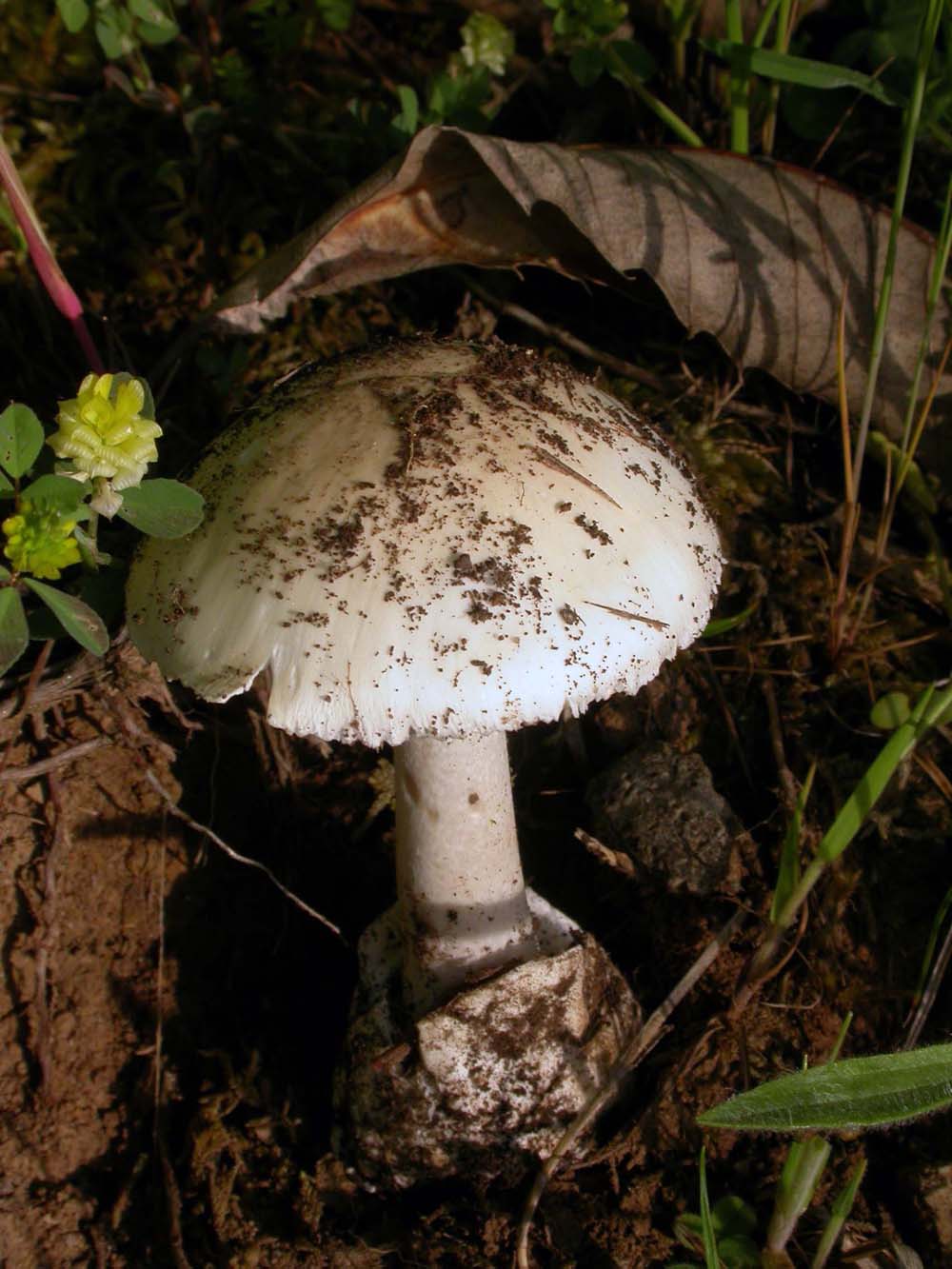 Amanita verna